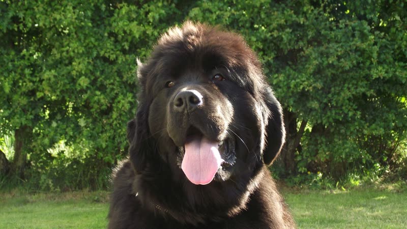 A large brown Newfoundland sitting on the grass outside, mouth open and happy