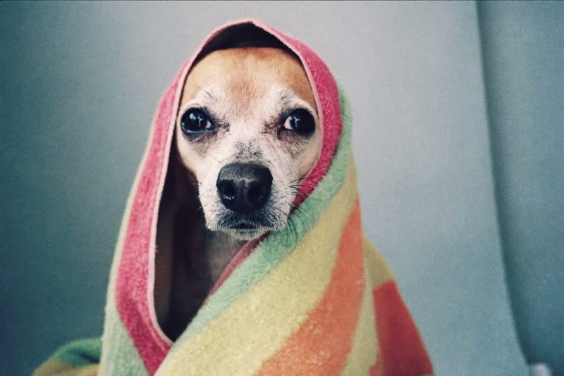 A small dog wrapped in a towel after its wash