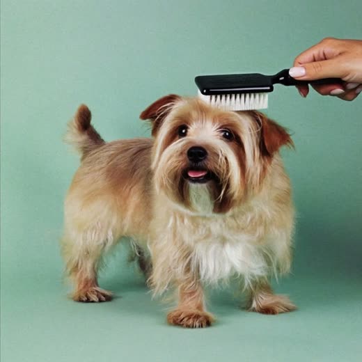 A small terrier having its coat brushed out