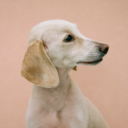 A poodle with a freshly finished clip