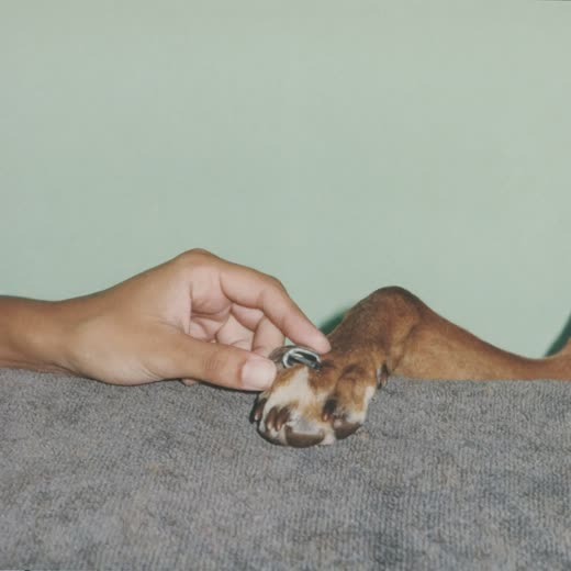 A dog's paw during a nail trim